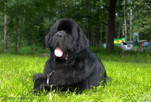 Фото: ньюфаундленд Акватория Келвин Килиманджаро (Aquatoriya Kelvin Kilimandzharo)