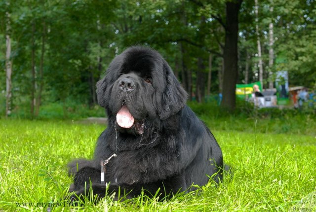 Фото: ньюфаундленд Акватория Келвин Килиманджаро (Aquatoriya Kelvin Kilimandzharo)