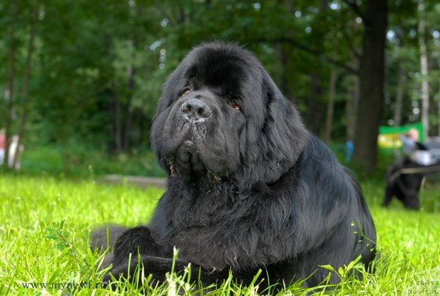 Фото: ньюфаундленд Акватория Келвин Килиманджаро (Aquatoriya Kelvin Kilimandzharo)