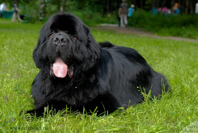 Фото: ньюфаундленд Акватория Келвин Килиманджаро (Aquatoriya Kelvin Kilimandzharo)