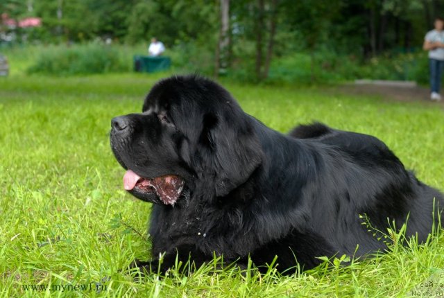 Фото: ньюфаундленд Акватория Келвин Килиманджаро (Aquatoriya Kelvin Kilimandzharo)