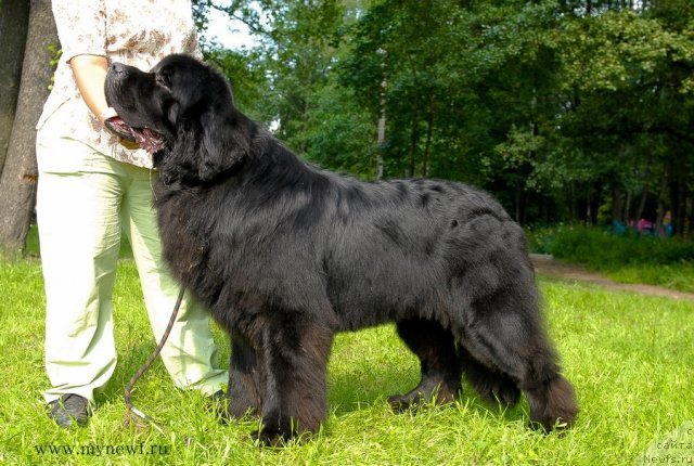 Фото: ньюфаундленд Акватория Келвин Килиманджаро (Aquatoriya Kelvin Kilimandzharo)