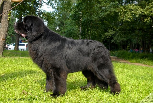 Фото: ньюфаундленд Акватория Келвин Килиманджаро (Aquatoriya Kelvin Kilimandzharo)