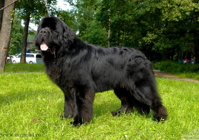 Фото: ньюфаундленд Акватория Келвин Килиманджаро (Aquatoriya Kelvin Kilimandzharo)