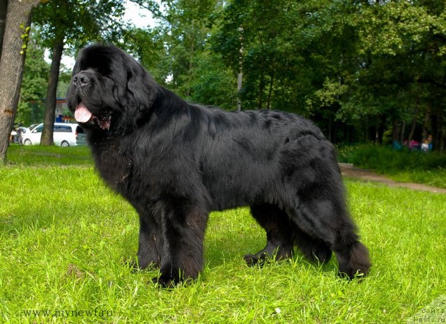 Фото: ньюфаундленд Акватория Келвин Килиманджаро (Aquatoriya Kelvin Kilimandzharo)