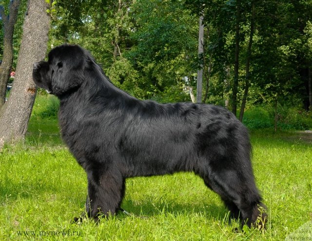 Фото: ньюфаундленд Акватория Келвин Килиманджаро (Aquatoriya Kelvin Kilimandzharo)