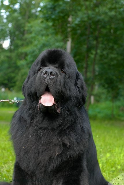 Фото: ньюфаундленд Акватория Келвин Килиманджаро (Aquatoriya Kelvin Kilimandzharo)