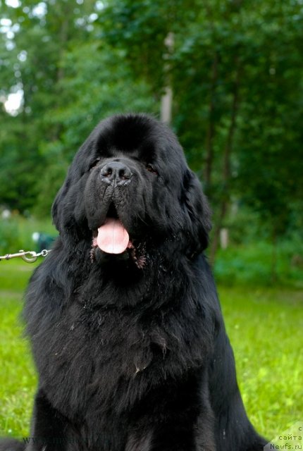 Фото: ньюфаундленд Акватория Келвин Килиманджаро (Aquatoriya Kelvin Kilimandzharo)