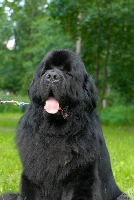 Фото: ньюфаундленд Акватория Келвин Килиманджаро (Aquatoriya Kelvin Kilimandzharo)