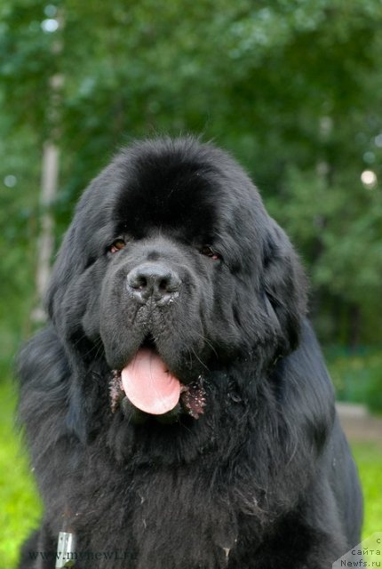 Фото: ньюфаундленд Акватория Келвин Килиманджаро (Aquatoriya Kelvin Kilimandzharo)