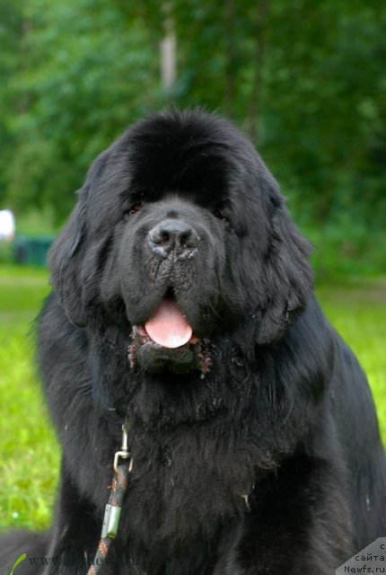 Фото: ньюфаундленд Акватория Келвин Килиманджаро (Aquatoriya Kelvin Kilimandzharo)