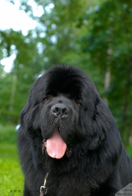 Фото: ньюфаундленд Акватория Келвин Килиманджаро (Aquatoriya Kelvin Kilimandzharo)