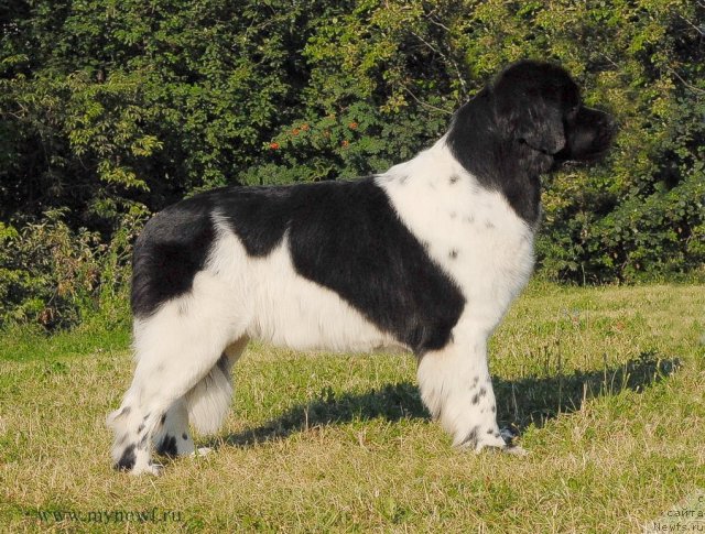 Фото: ньюфаундленд Threeponds Sunny Flower for Sent Djons