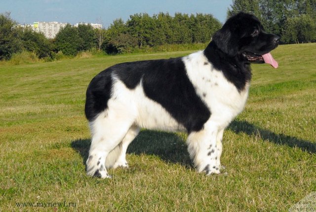 Фото: ньюфаундленд Threeponds Sunny Flower for Sent Djons