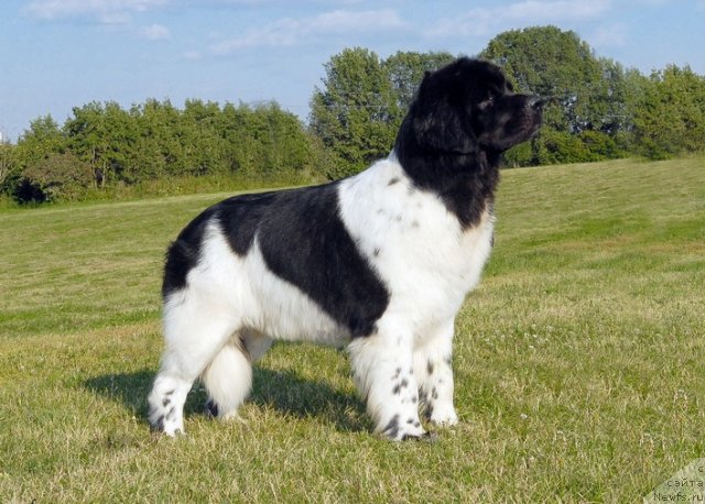 Фото: ньюфаундленд Threeponds Sunny Flower for Sent Djons