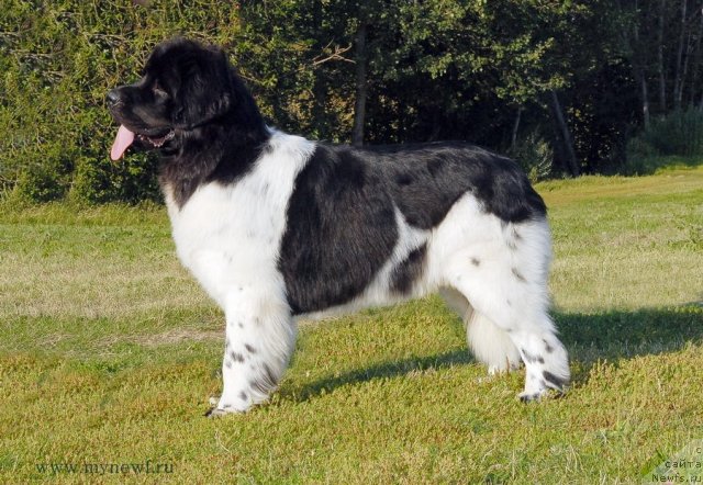 Фото: ньюфаундленд Threeponds Sunny Flower for Sent Djons