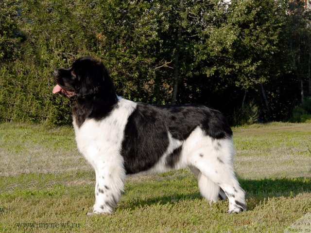 Фото: ньюфаундленд Threeponds Sunny Flower for Sent Djons