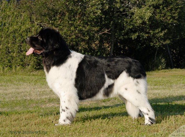 Фото: ньюфаундленд Threeponds Sunny Flower for Sent Djons