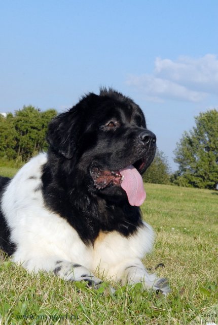 Фото: ньюфаундленд Threeponds Sunny Flower for Sent Djons