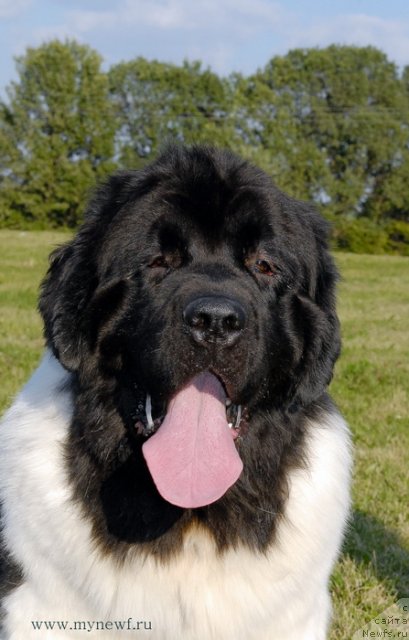 Фото: ньюфаундленд Threeponds Sunny Flower for Sent Djons