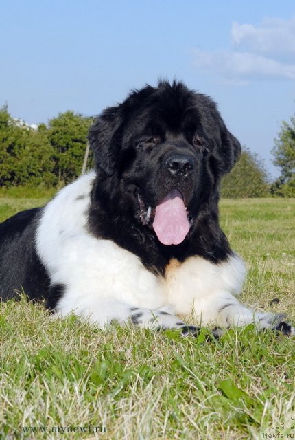 Фото: ньюфаундленд Threeponds Sunny Flower for Sent Djons