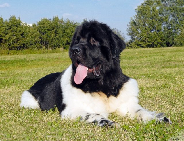 Фото: ньюфаундленд Threeponds Sunny Flower for Sent Djons