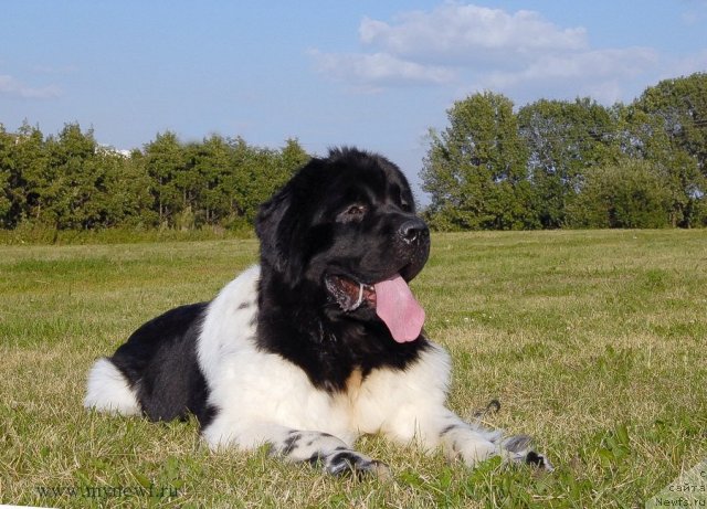 Фото: ньюфаундленд Threeponds Sunny Flower for Sent Djons