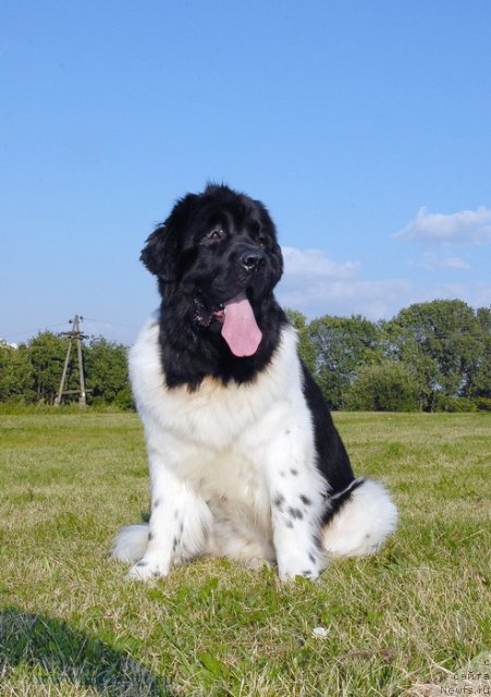 Фото: ньюфаундленд Threeponds Sunny Flower for Sent Djons