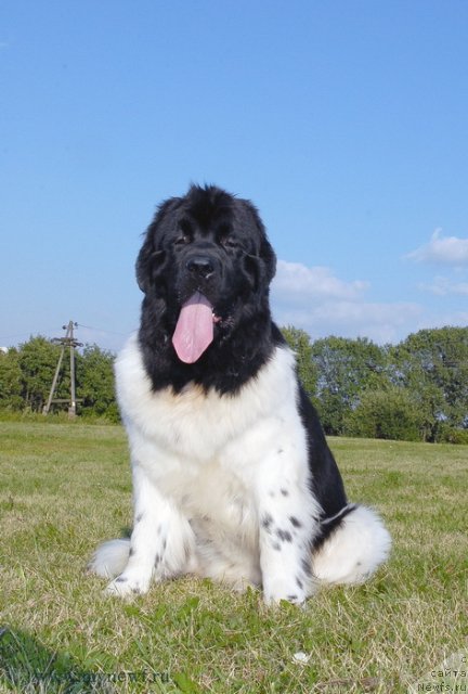 Фото: ньюфаундленд Threeponds Sunny Flower for Sent Djons