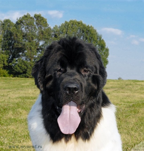 Фото: ньюфаундленд Threeponds Sunny Flower for Sent Djons