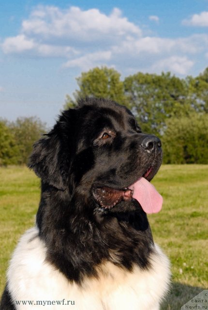 Фото: ньюфаундленд Threeponds Sunny Flower for Sent Djons