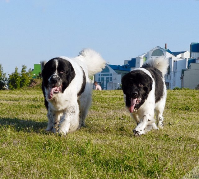 Фото: ньюфаундленд Kloofbears Lancelot for Sent Djons, ньюфаундленд Threeponds Sunny Flower for Sent Djons