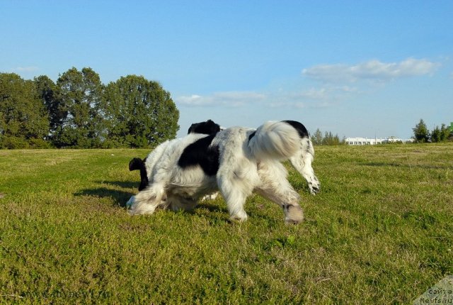 Фото: ньюфаундленд Kloofbears Lancelot for Sent Djons, ньюфаундленд Threeponds Sunny Flower for Sent Djons