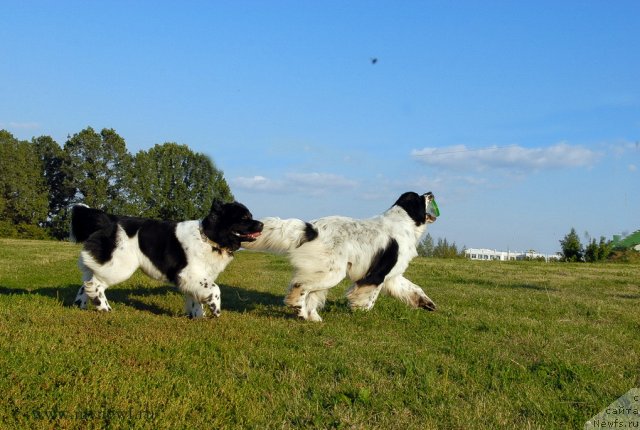 Фото: ньюфаундленд Kloofbears Lancelot for Sent Djons, ньюфаундленд Threeponds Sunny Flower for Sent Djons