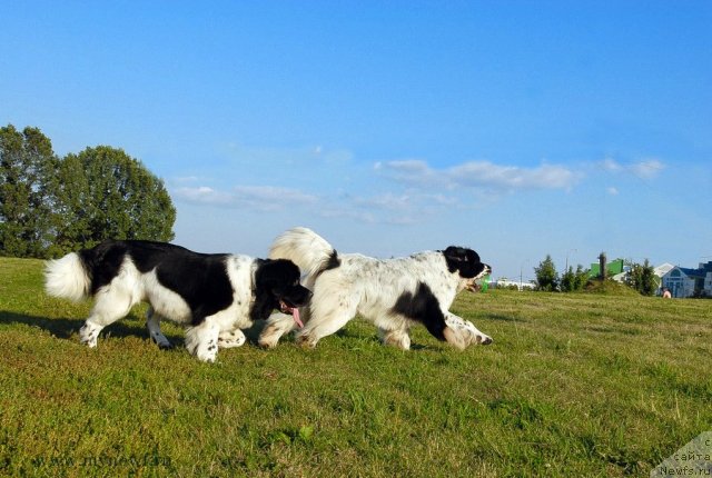 Фото: ньюфаундленд Kloofbears Lancelot for Sent Djons, ньюфаундленд Threeponds Sunny Flower for Sent Djons