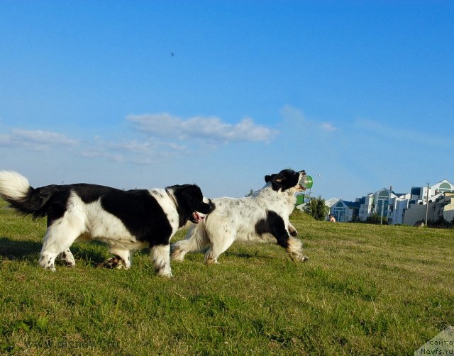 Фото: ньюфаундленд Kloofbears Lancelot for Sent Djons, ньюфаундленд Threeponds Sunny Flower for Sent Djons