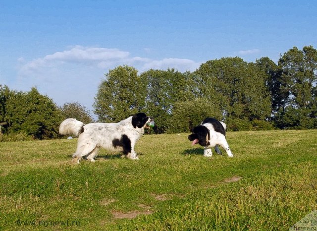 Фото: ньюфаундленд Kloofbears Lancelot for Sent Djons, ньюфаундленд Threeponds Sunny Flower for Sent Djons