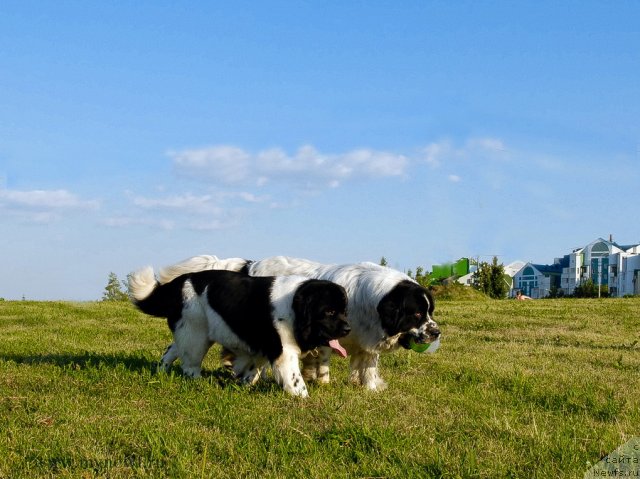 Фото: ньюфаундленд Threeponds Sunny Flower for Sent Djons, ньюфаундленд Kloofbears Lancelot for Sent Djons