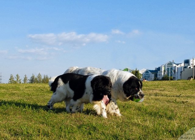 Фото: ньюфаундленд Threeponds Sunny Flower for Sent Djons, ньюфаундленд Kloofbears Lancelot for Sent Djons