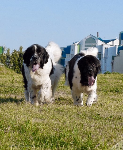 Фото: ньюфаундленд Kloofbears Lancelot for Sent Djons, ньюфаундленд Threeponds Sunny Flower for Sent Djons