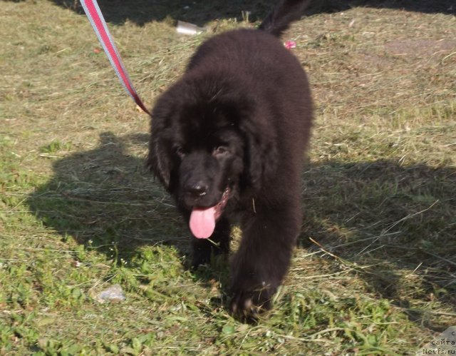 Фото: ньюфаундленд Би Перфект Аладар Хранитель Рода, ньюфаундленд Би Перфект Аладар Хранитель Рода