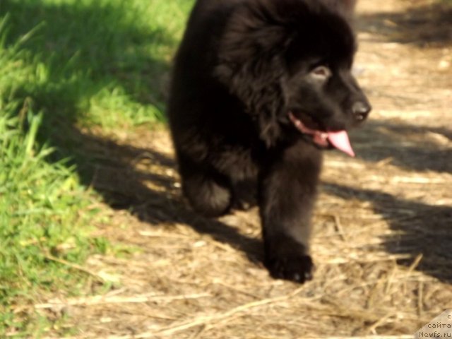 Фотография № 102914