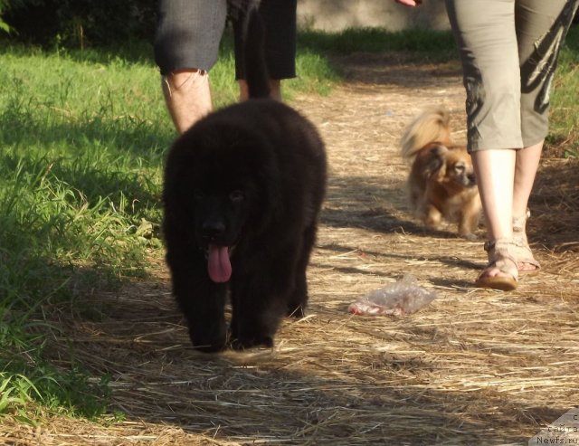 Фото: ньюфаундленд Би Перфект Аладар Хранитель Рода
