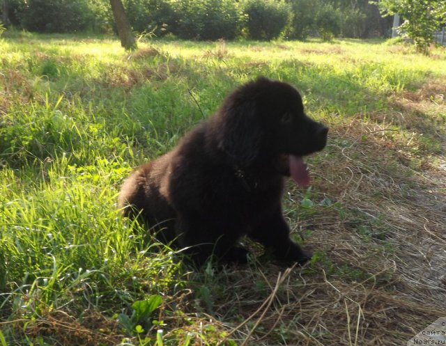 Фото: ньюфаундленд Би Перфект Аладар Хранитель Рода