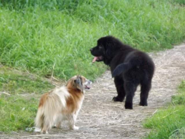 Фото: ньюфаундленд Би Перфект Аладар Хранитель Рода