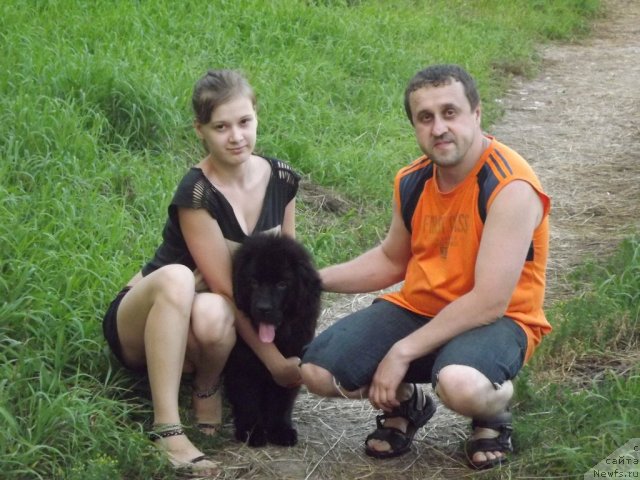 Фото: ньюфаундленд Би Перфект Аладар Хранитель Рода