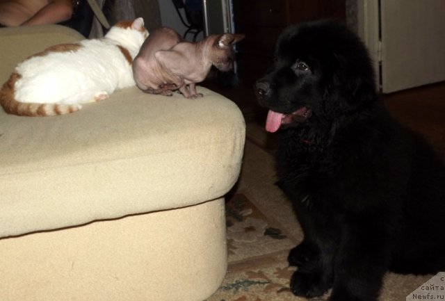 Фото: ньюфаундленд Би Перфект Аладар Хранитель Рода