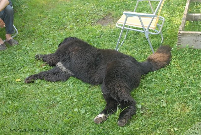 Фото: ньюфаундленд King of Helluland Over Ruled