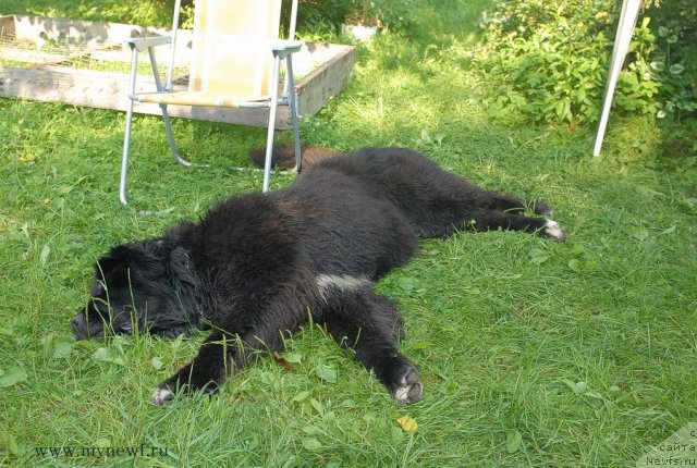 Фото: ньюфаундленд King of Helluland Over Ruled