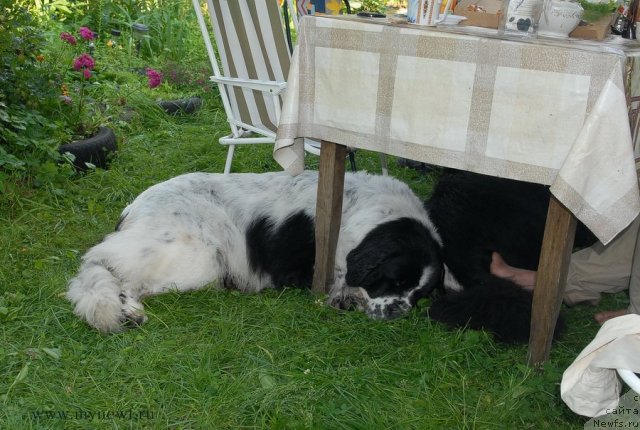 Фото: ньюфаундленд Kloofbears Lancelot for Sent Djons